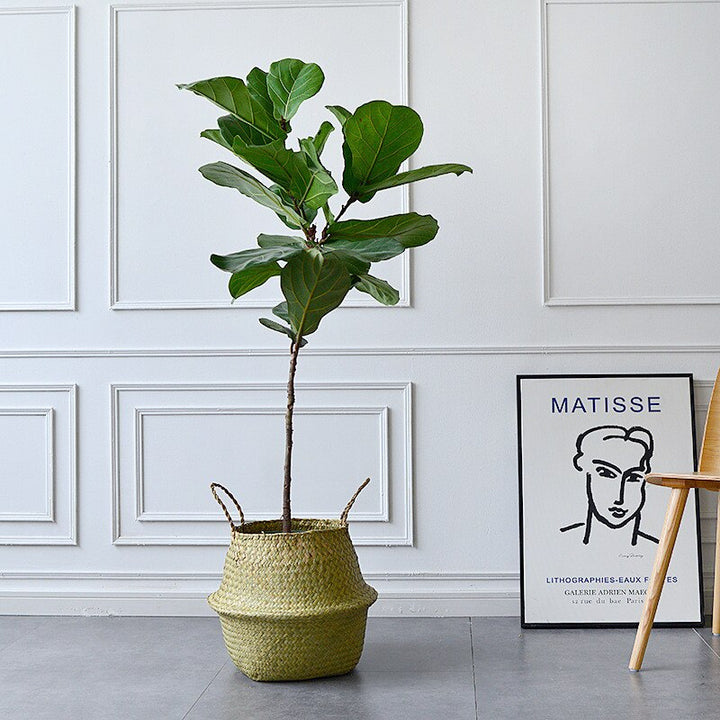 VibeCore BONO Handmade Wicker Basket with a plant, showcasing its handwoven organic wicker design. A stylish decorative planter or storage piece, adding a natural, boho-inspired touch to any space.