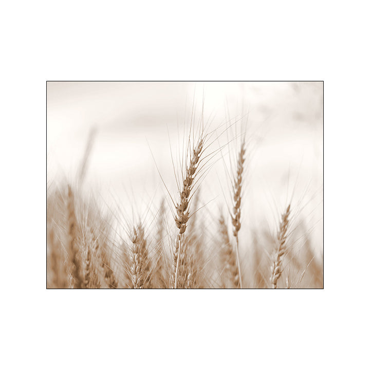 VibeCore Calm Nature Canvas Prints Option D: Close up of wheat